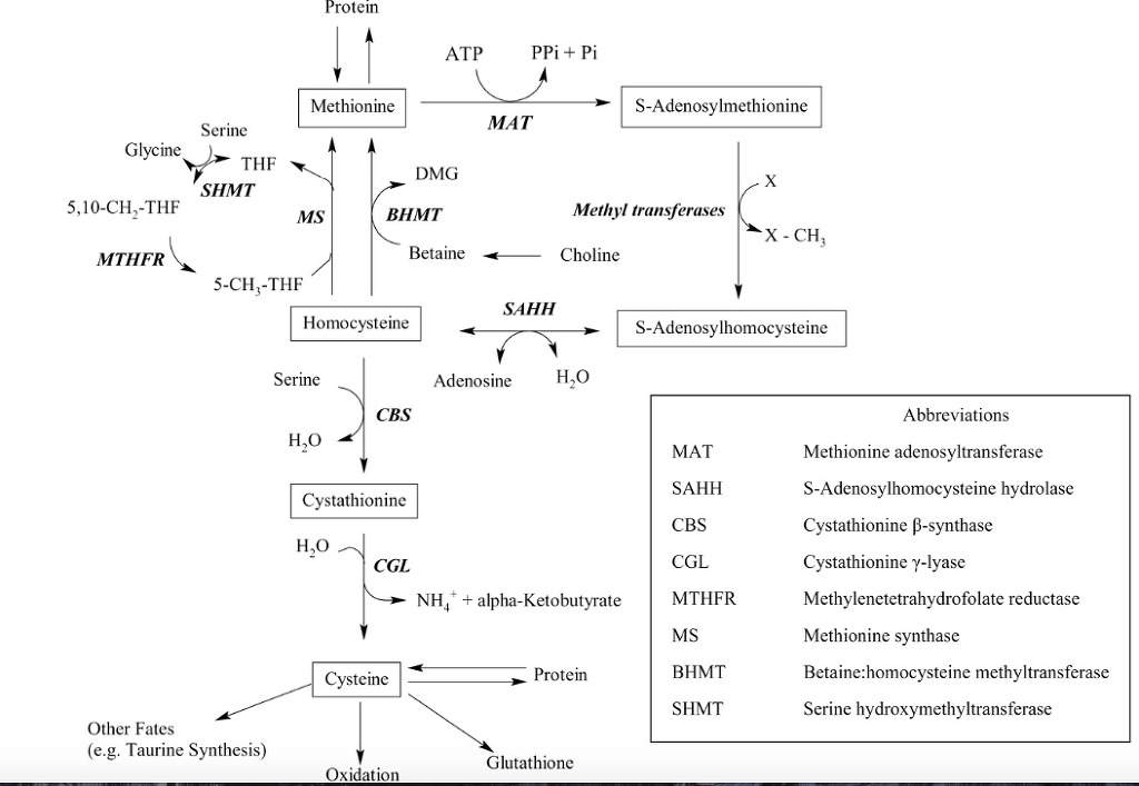 Re:Re: The Sulfur-Containing Amino Acids: An Overview - 암치료의 탐구